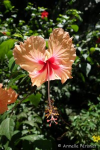 Guadeloupe Août 2015-02799     